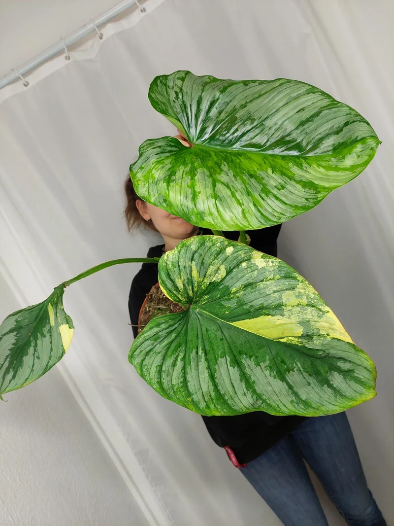 Philodendron Mamei Aurea Variegata