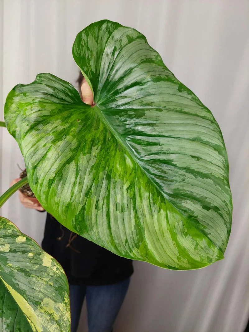 Philodendron Mamei Aurea Variegata