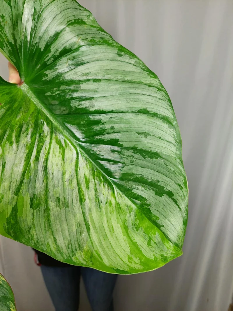 Philodendron Mamei Aurea Variegata