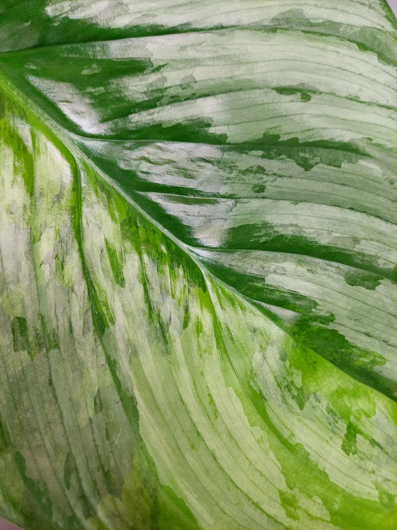 Philodendron Mamei Aurea Variegata
