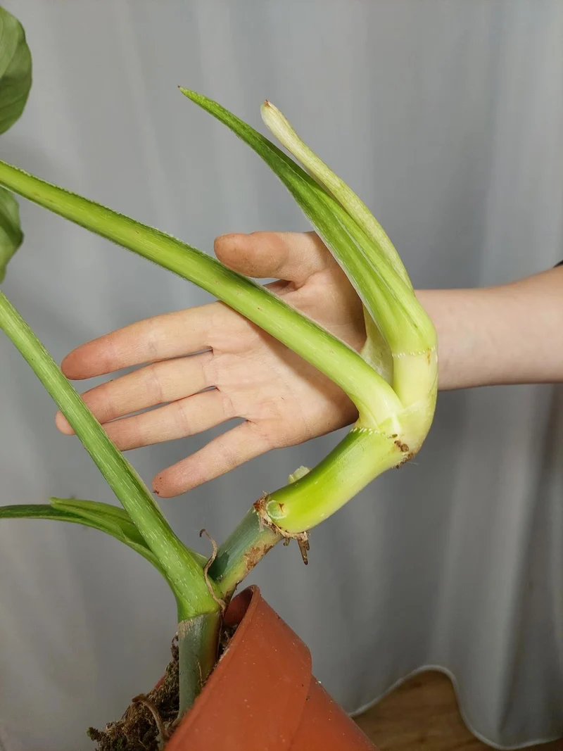 Philodendron Mamei Aurea Variegata