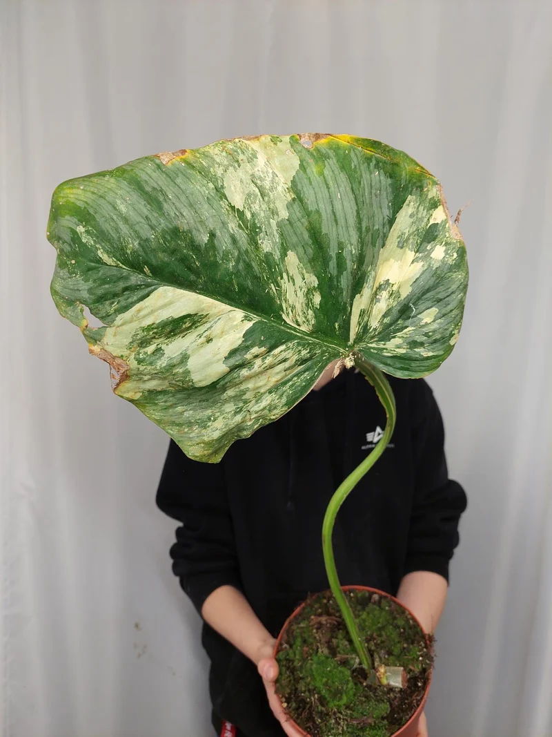 Philodendron Mamei Aurea Variegata