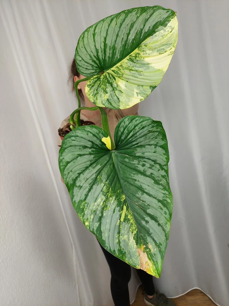 Philodendron Mamei Aurea Variegata