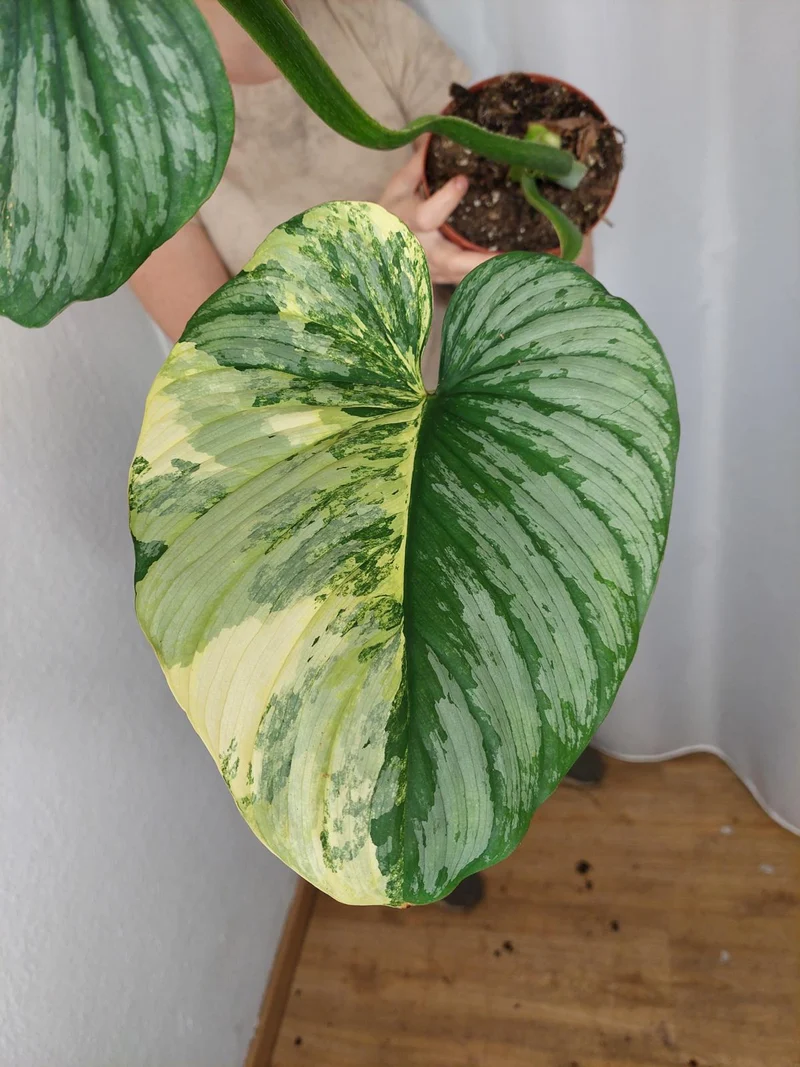 Philodendron Mamei Aurea Variegata