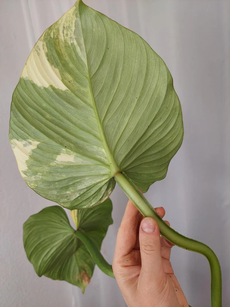 Philodendron Mamei Aurea Variegata