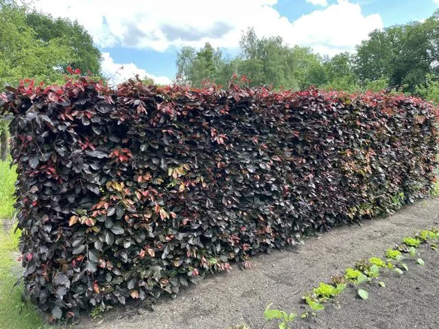 Blutbuche als Hecke - Wurzelware