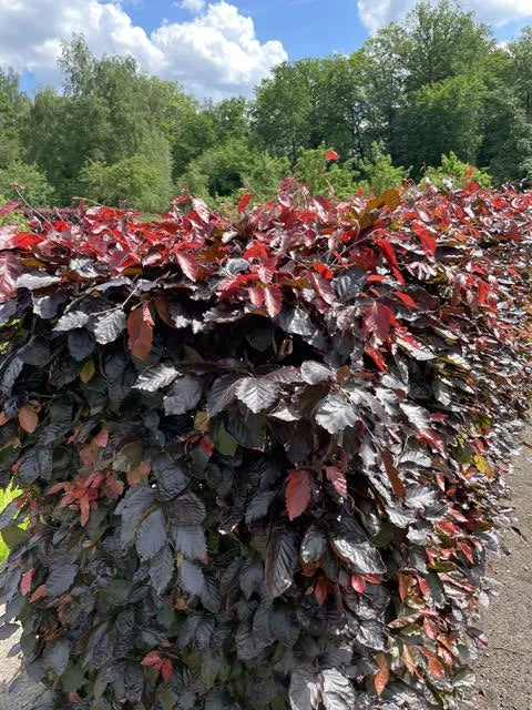 Blutbuche als Hecke - Wurzelware