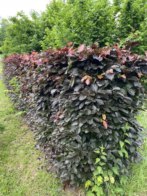 Blutbuche als Hecke - Wurzelware