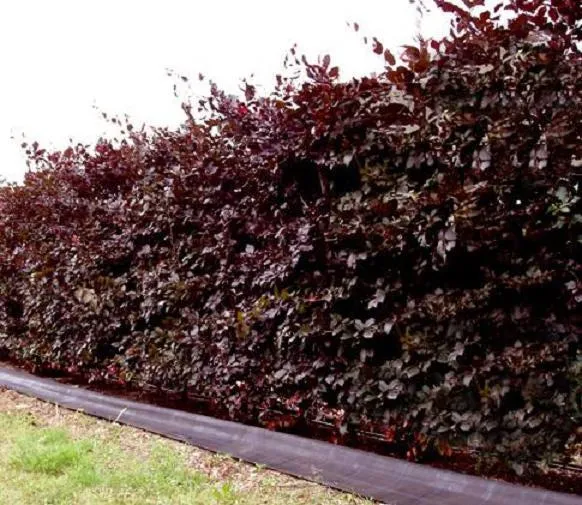 Blutbuche als Hecke - Wurzelware