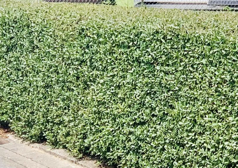 Immergrüner Liguster als Hecke - Topf/Containerpflanzen