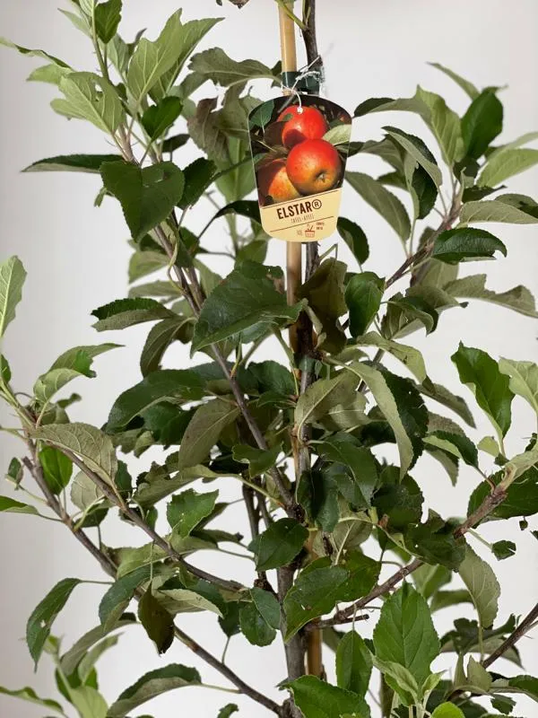 Winterapfel Elstar