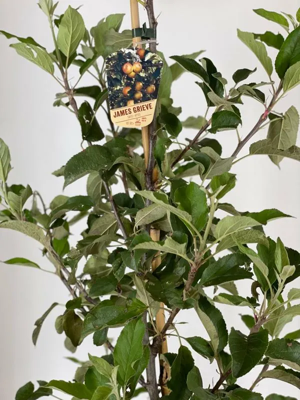 Sommerapfel James Grieve