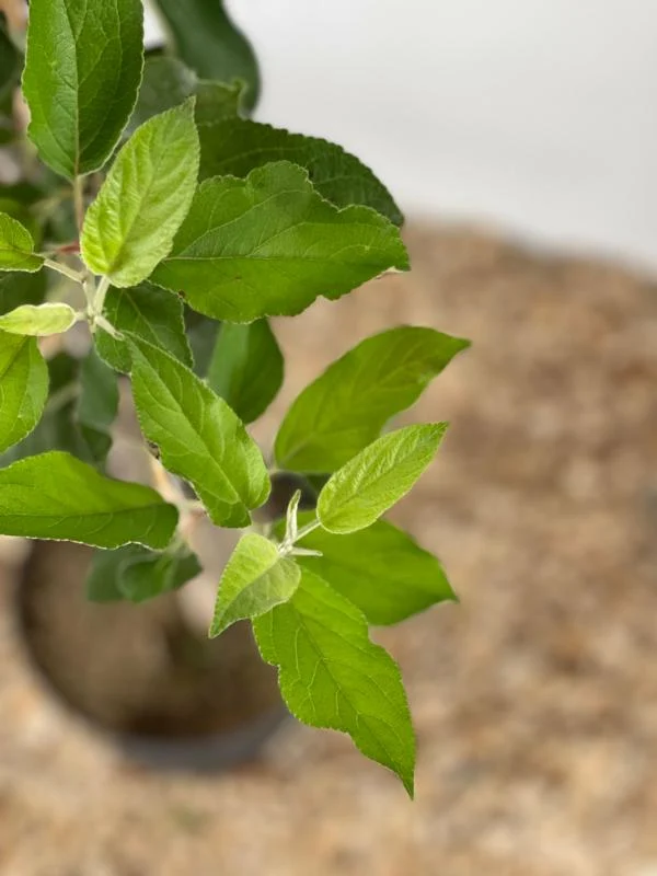 Sommerapfel Gravensteiner
