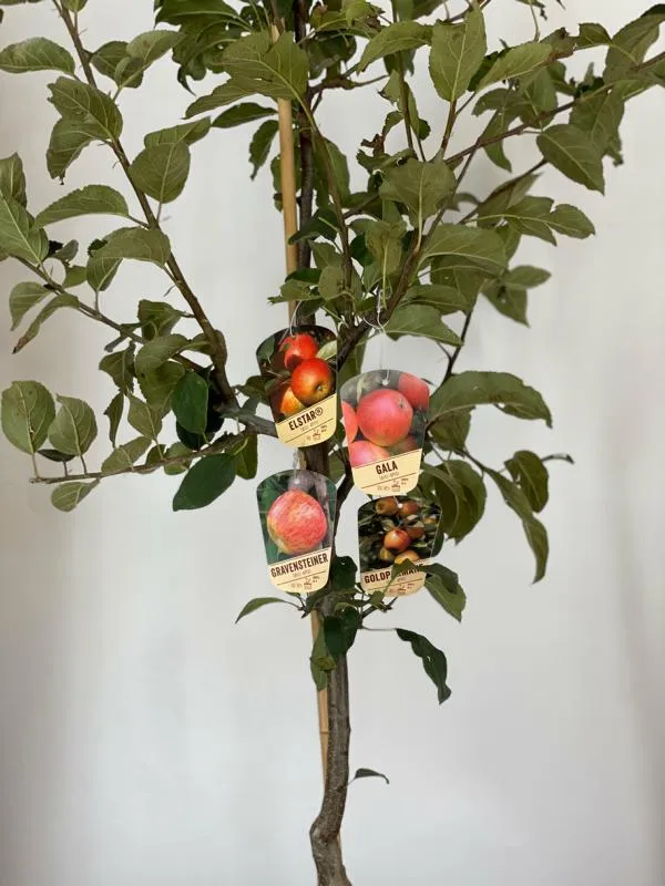 Apfel Familienbaum in 4 Sorten