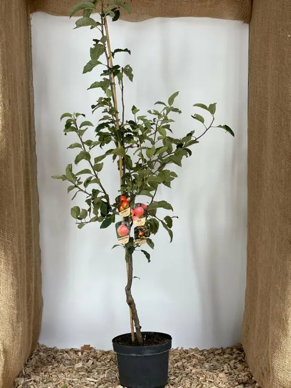 Apfel Familienbaum in 4 Sorten