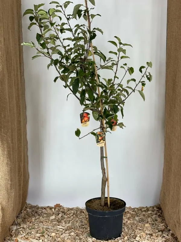 Apfel Familienbaum in 3 Sorten