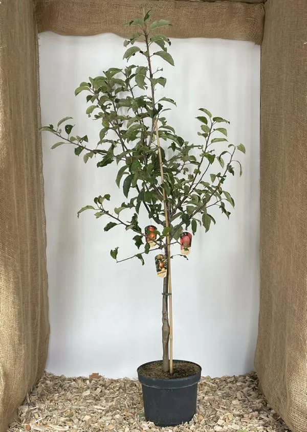 Apfel Familienbaum in 3 Sorten