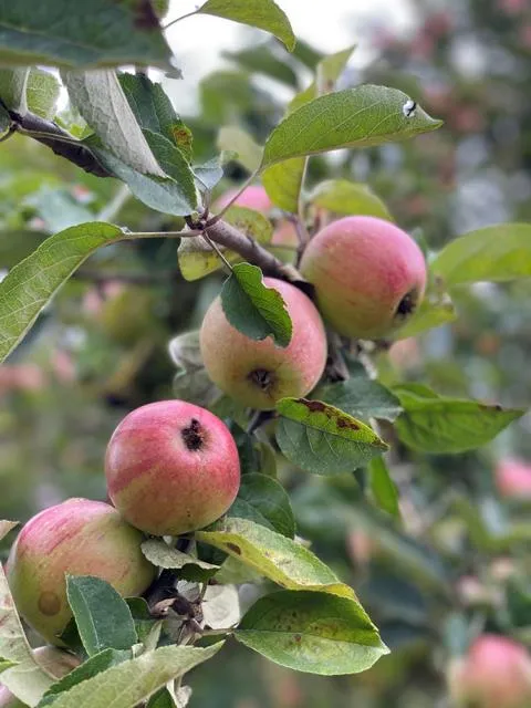 Apfel Familienbaum in 3 Sorten