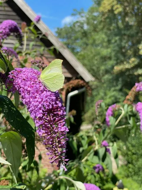Schmetterlingsflieder 'Buzz Pink Purple' im Topf