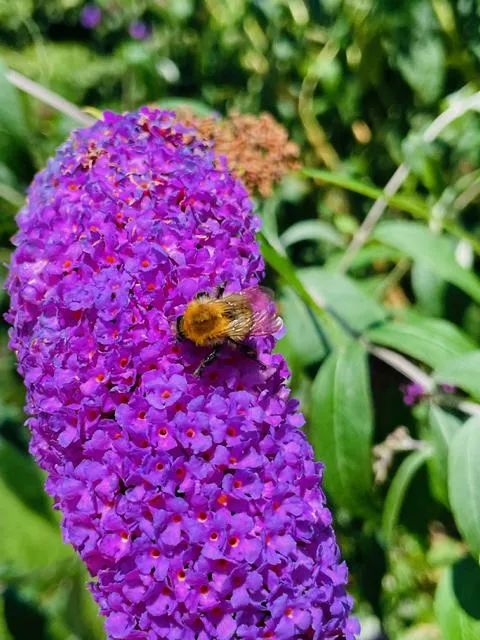 Schmetterlingsflieder 'Buzz Pink Purple' im Topf