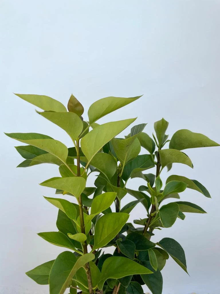 Schmetterlingsflieder 'Buzz Pink Purple' im Topf
