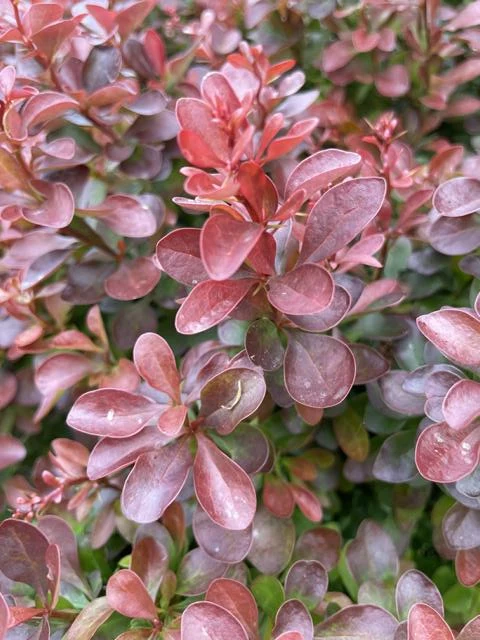Rote Heckenberberitze - Topf/Containerpflanzen