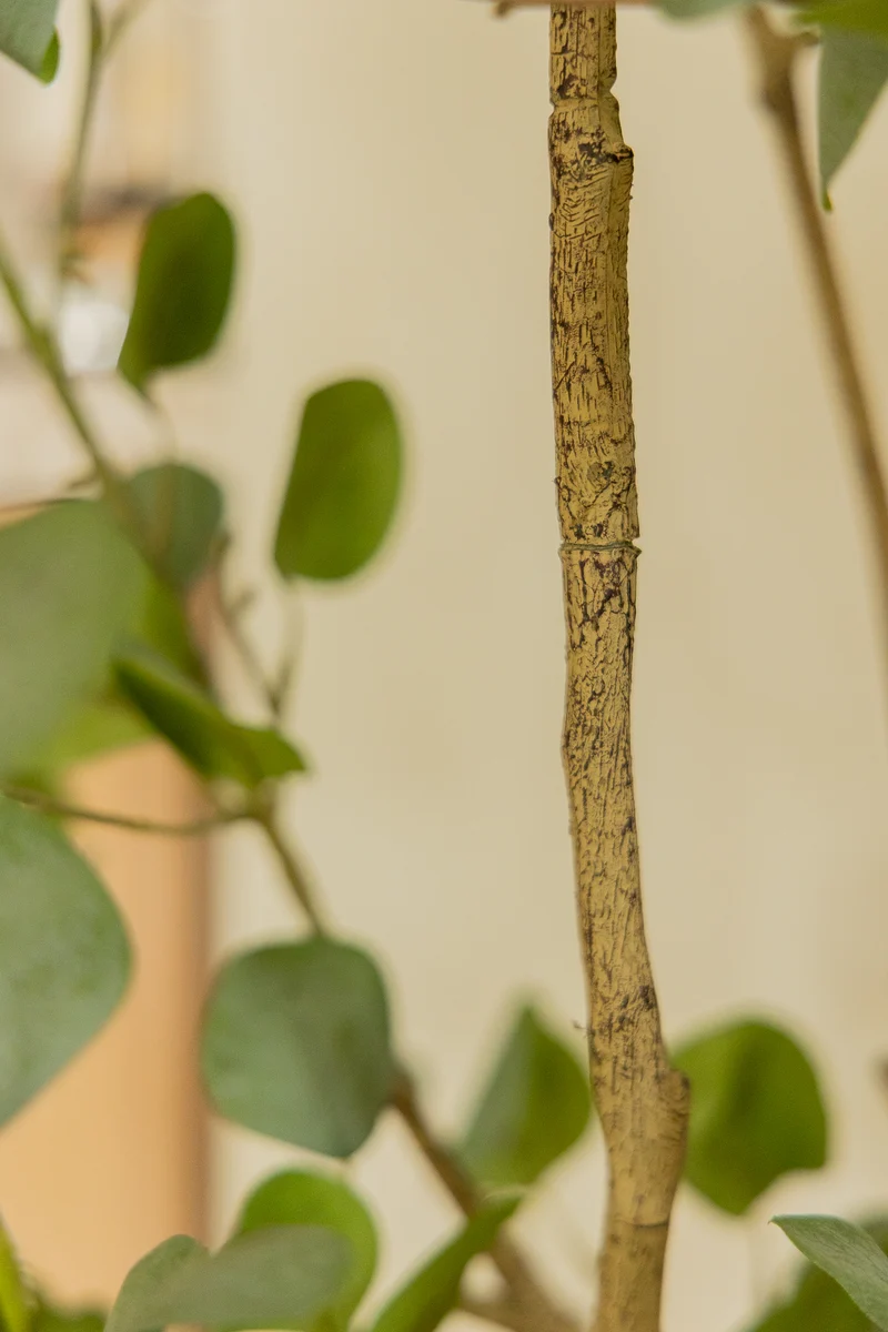 Eukalyptus Kunstpflanze 180cm
