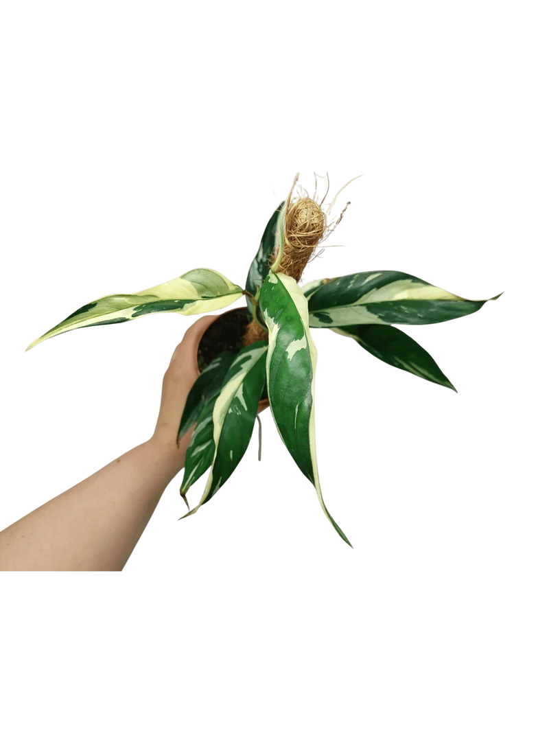 Raphidophora noID Variegata