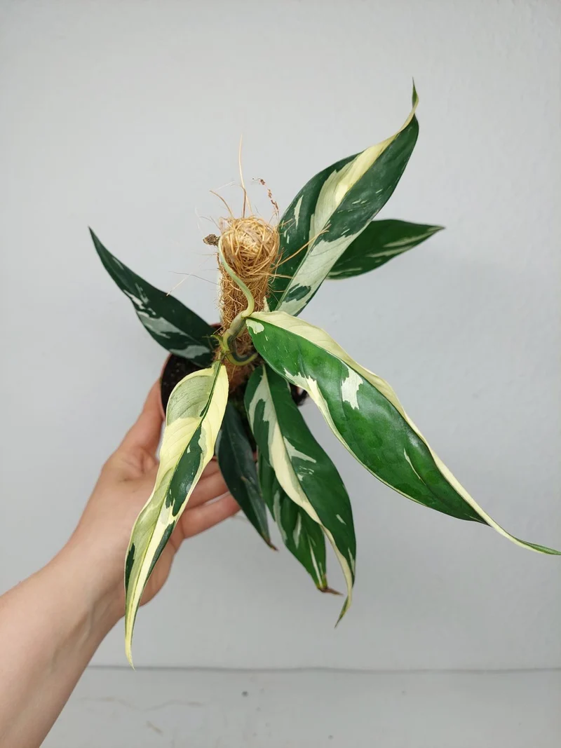 Raphidophora noID Variegata