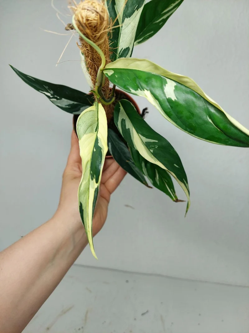Raphidophora noID Variegata