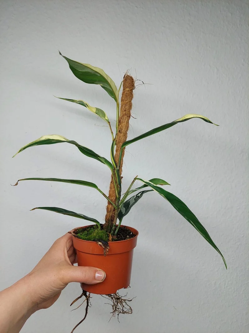 Raphidophora noID Variegata
