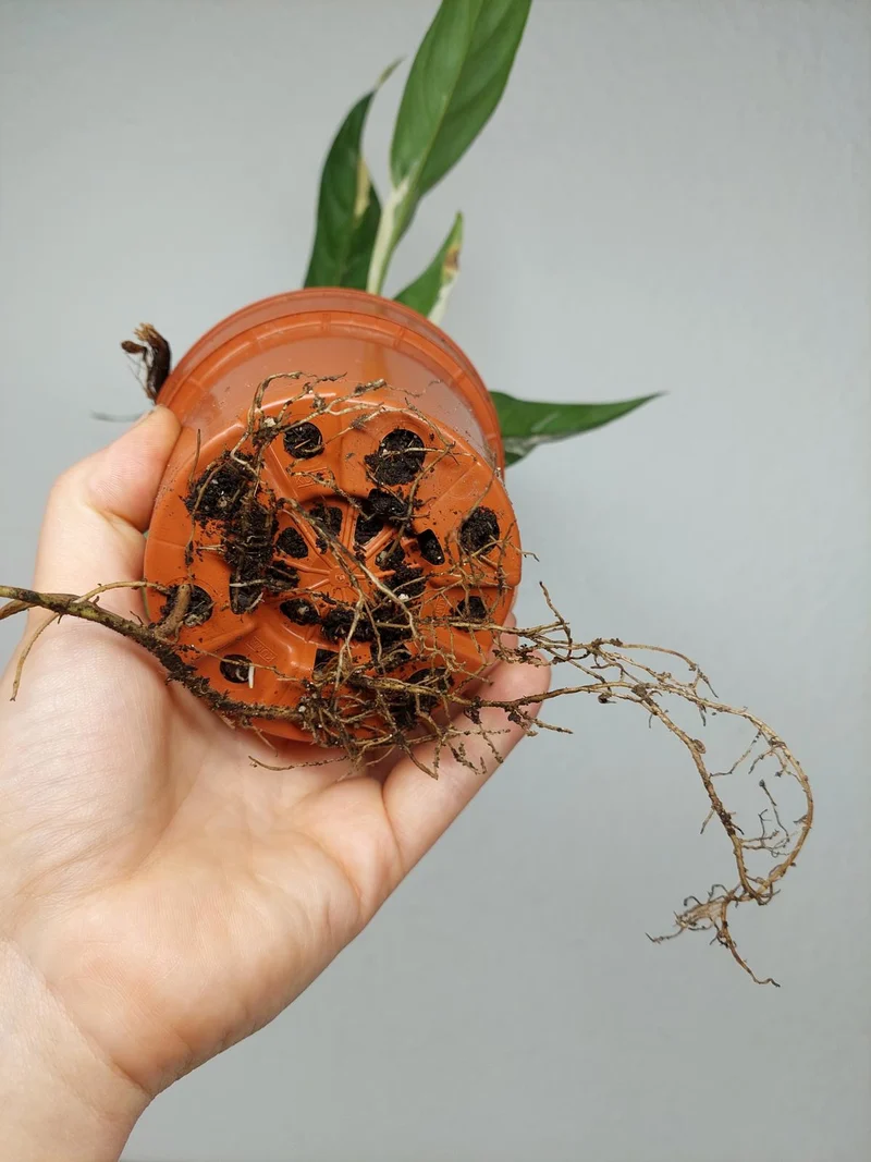 Raphidophora noID Variegata