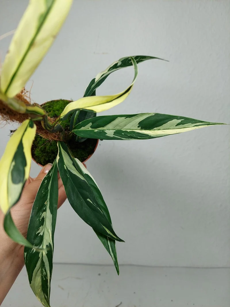 Raphidophora noID Variegata