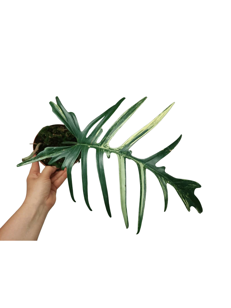 Philodendron Florida Beauty x Tortum Variegata vergrünt