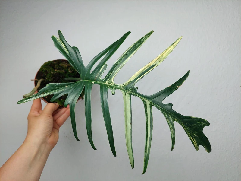 Philodendron Florida Beauty x Tortum Variegata vergrünt