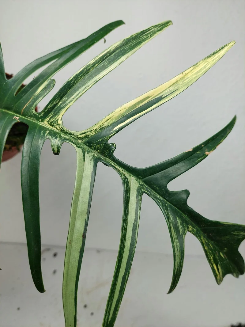 Philodendron Florida Beauty x Tortum Variegata vergrünt