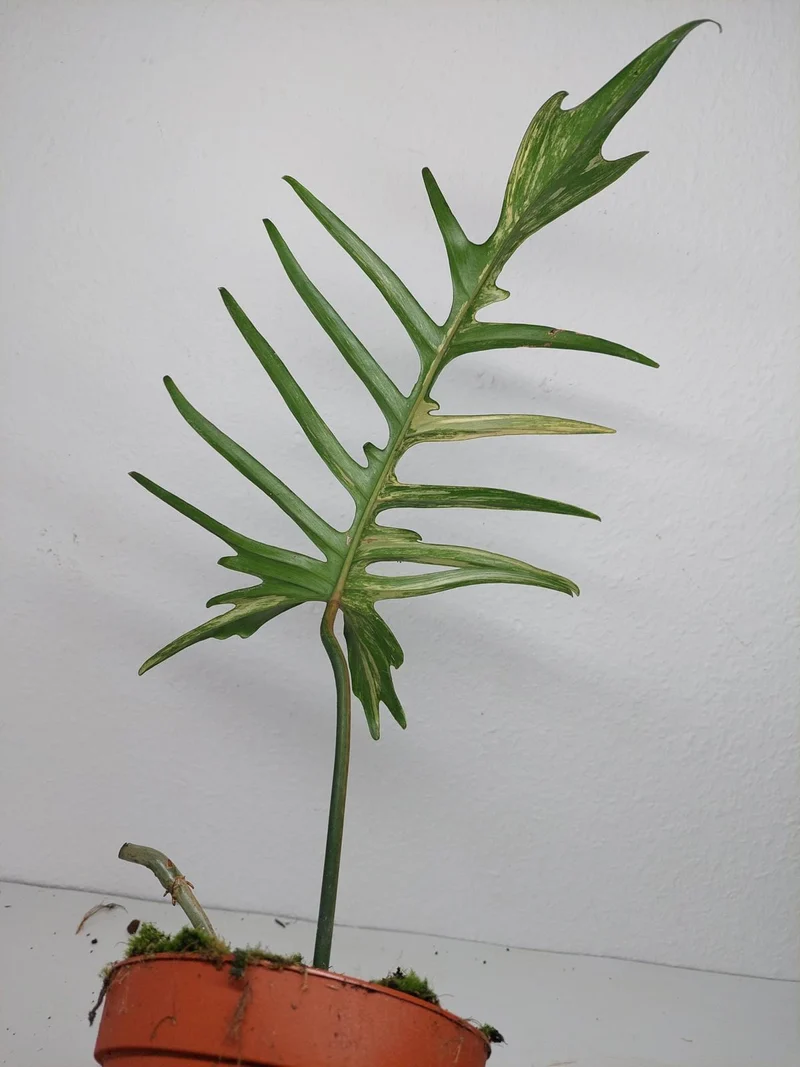 Philodendron Florida Beauty x Tortum Variegata vergrünt