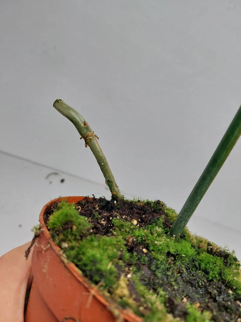 Philodendron Florida Beauty x Tortum Variegata vergrünt