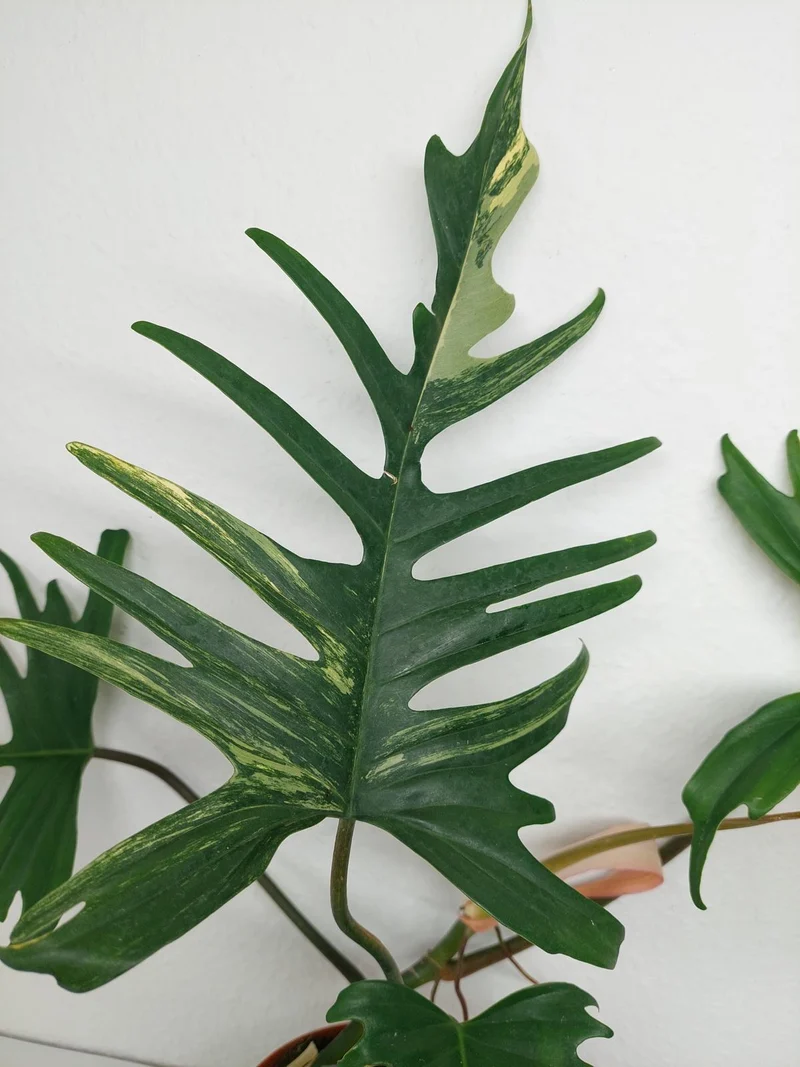 Philodendron Florida Beauty x Tortum Variegata vergrünt