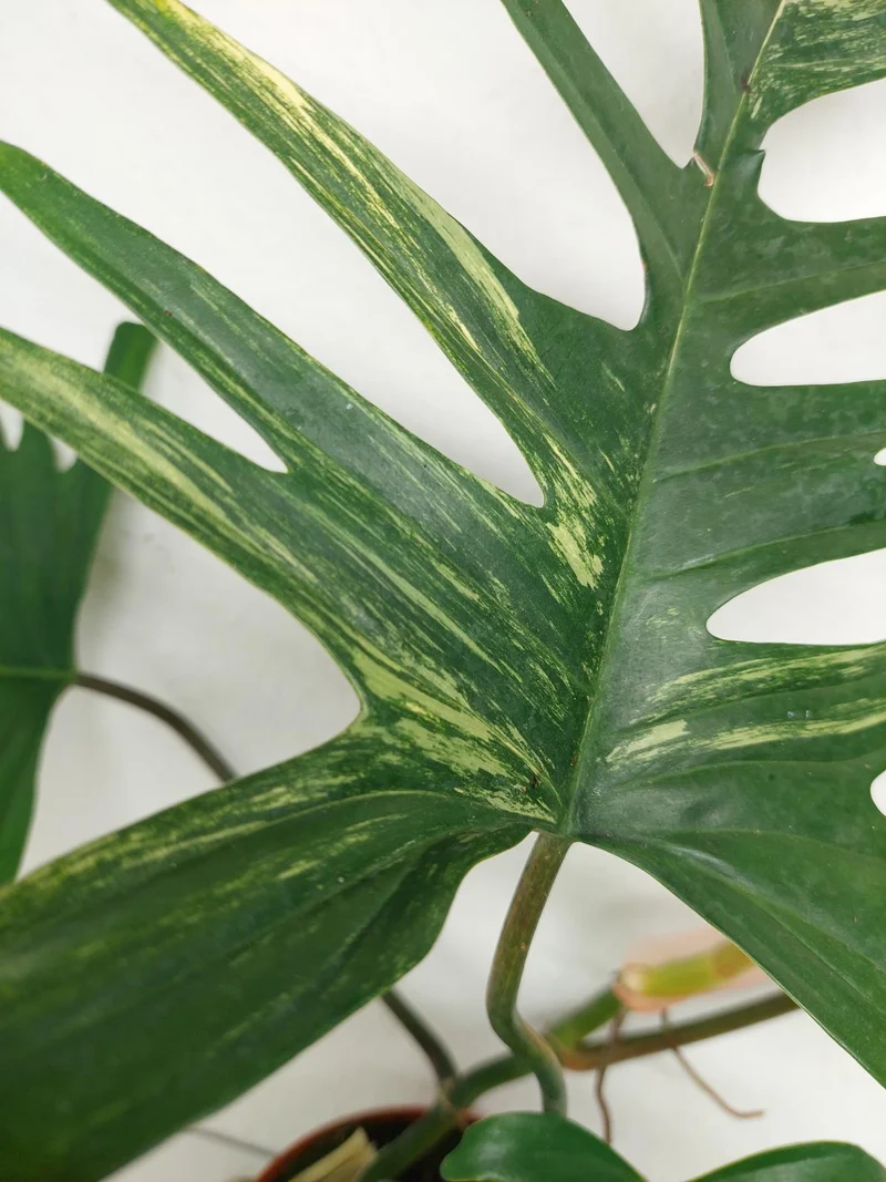 Philodendron Florida Beauty x Tortum Variegata vergrünt