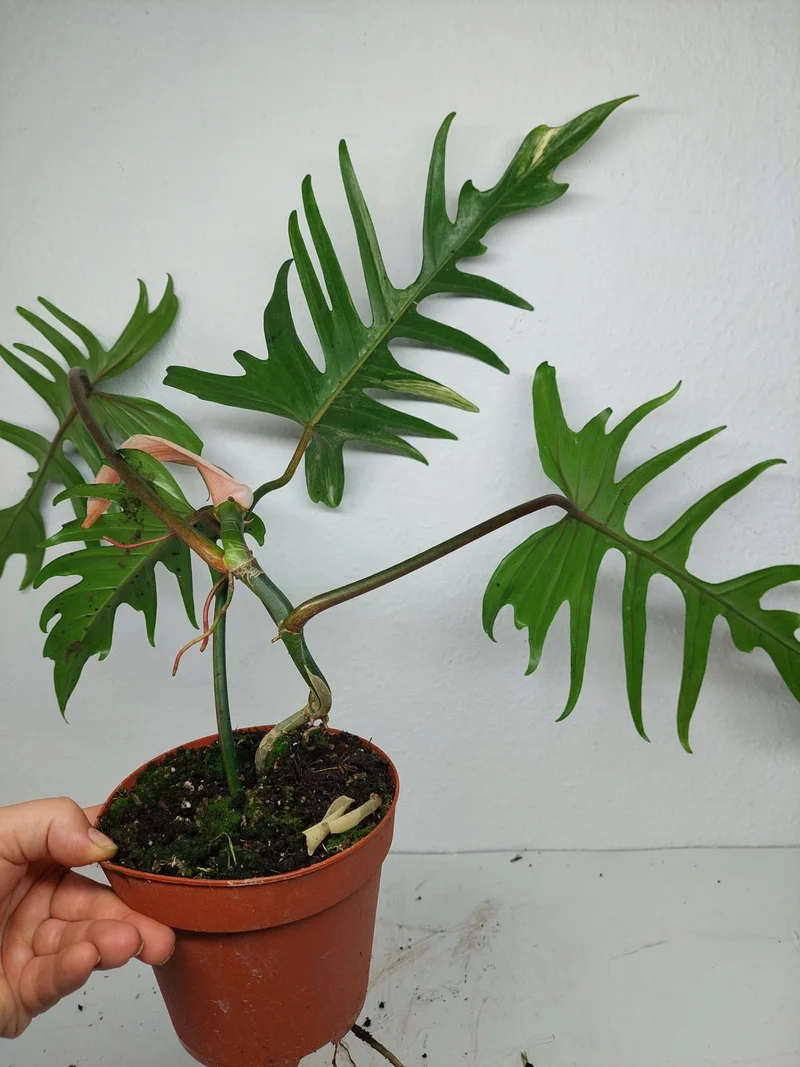 Philodendron Florida Beauty x Tortum Variegata vergrünt