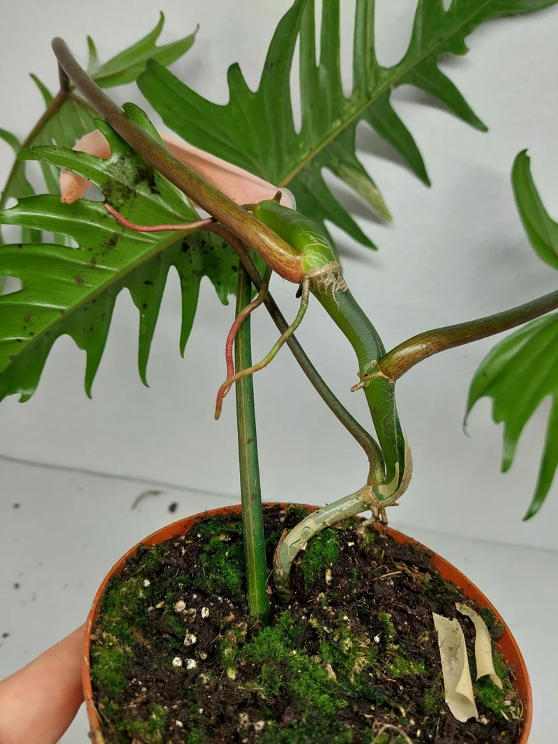 Philodendron Florida Beauty x Tortum Variegata vergrünt