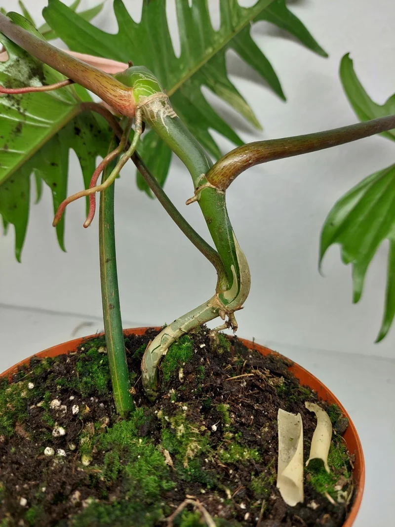 Philodendron Florida Beauty x Tortum Variegata vergrünt
