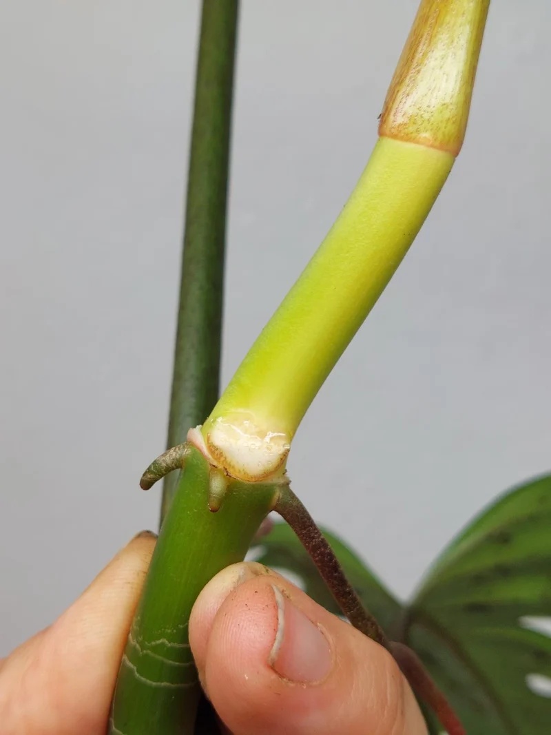 Philodendron Florida Beauty x Tortum Variegata vergrünt