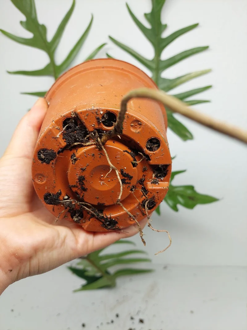 Philodendron Florida Beauty x Tortum Variegata vergrünt