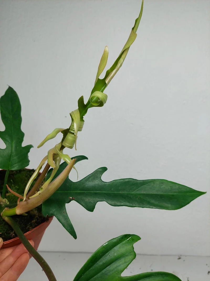Philodendron Florida Beauty x Tortum Variegata vergrünt