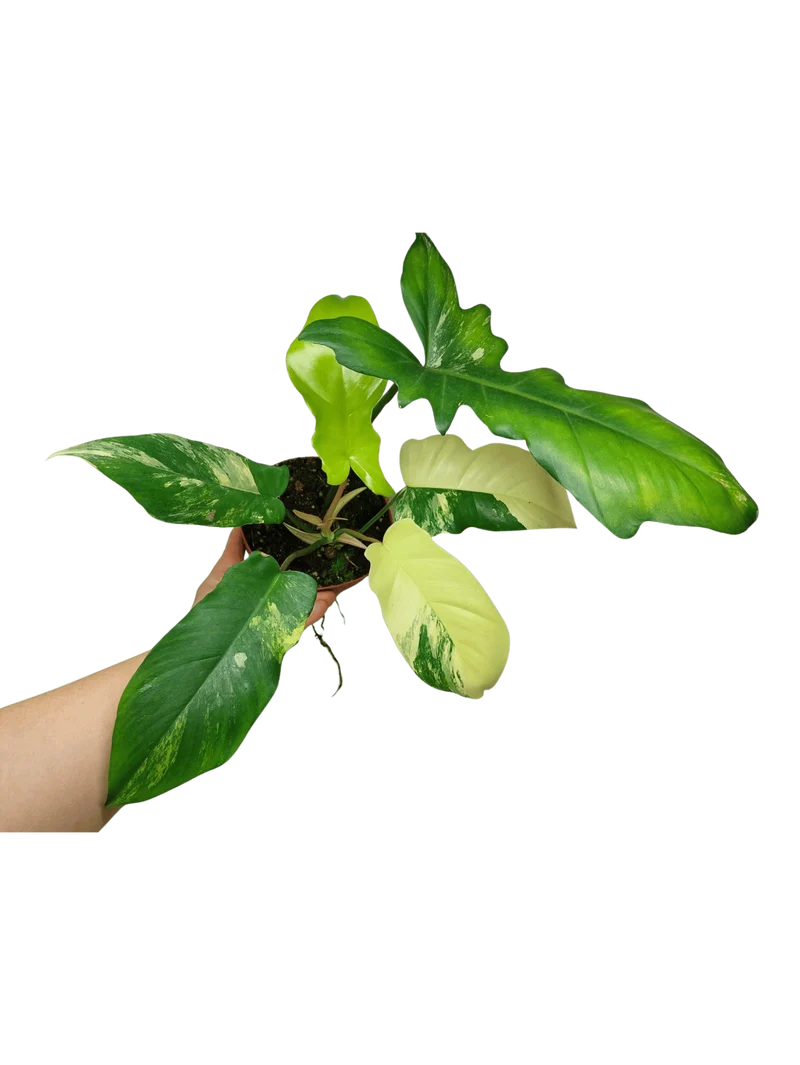 Philodendron Florida Beauty x Bipennifolium Variegata