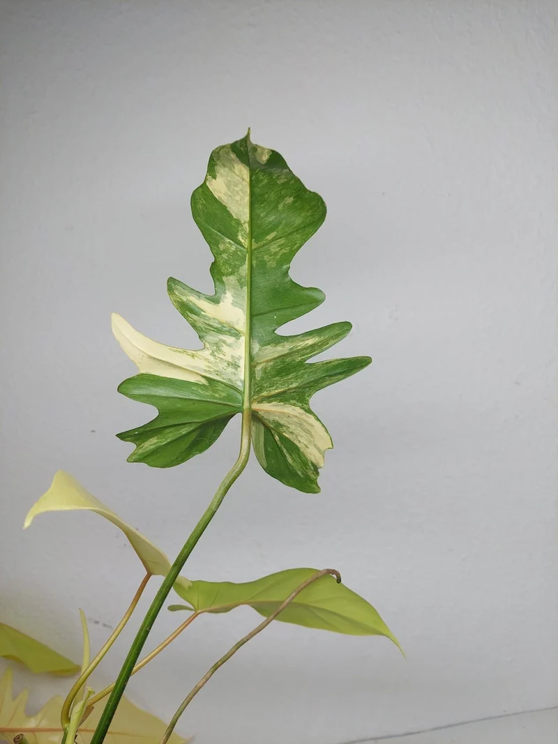 Philodendron Florida Beauty x Bipennifolium Variegata
