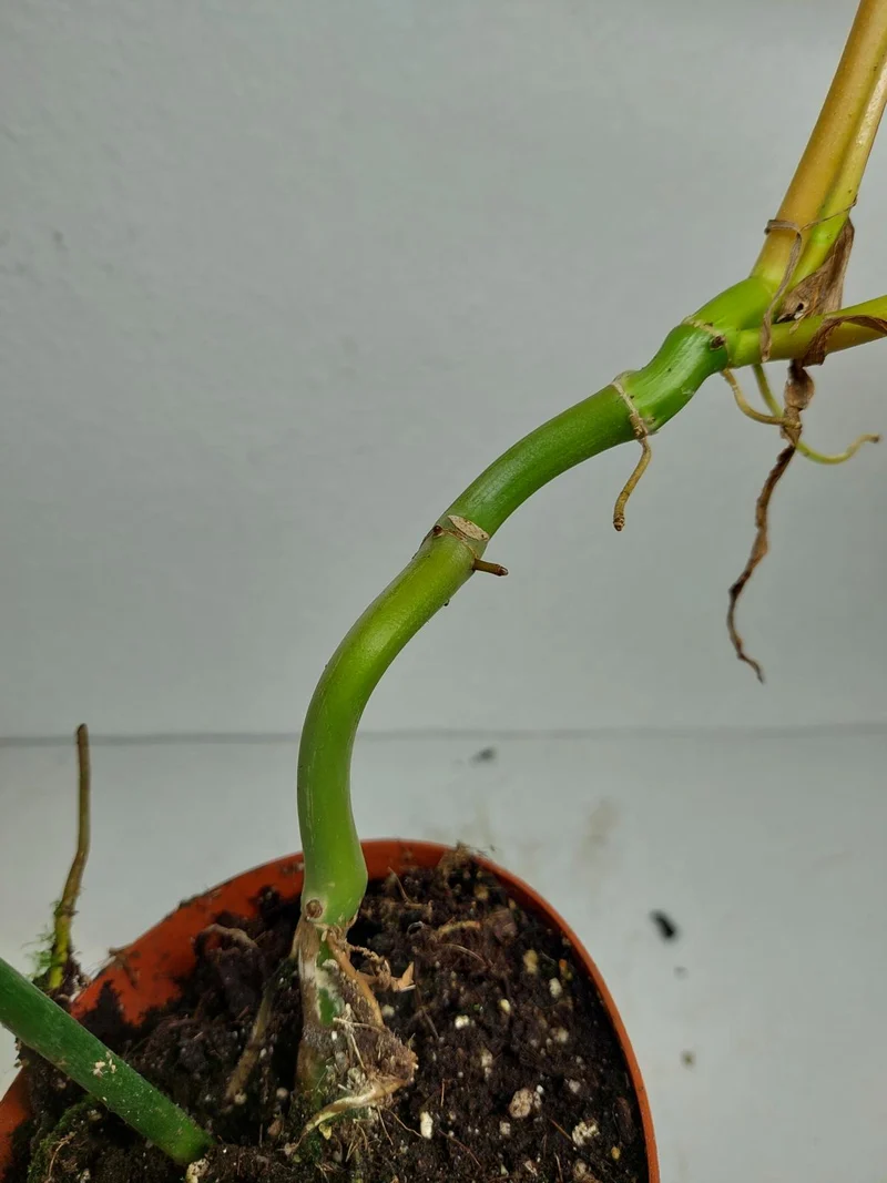 Philodendron Florida Beauty x Bipennifolium Variegata