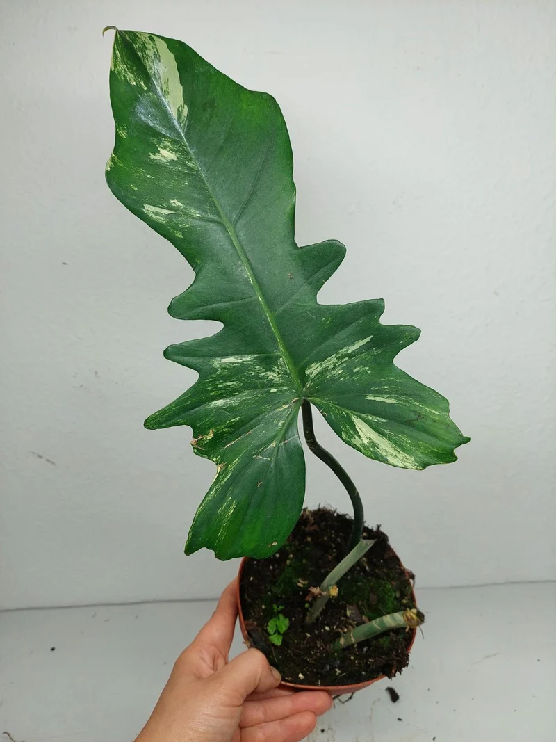 Philodendron Florida Beauty x Bipennifolium Variegata